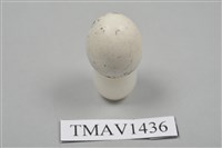 藏品(草鵐卵)的圖片